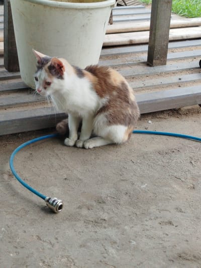 A calico cat with white, brown, and black patches sits on a concrete ground. The cat has a white chest and belly, with brown and black patches on its back and head. It is looking to the left with its ears perked up. In the background, there is a large white bucket, a wooden structure with horizontal slats, and some greenery. A blue hose with a metal connector lies on the ground in front of the cat. The scene appears to be outdoors, possibly in a rural or backyard setting. There is no visible text.