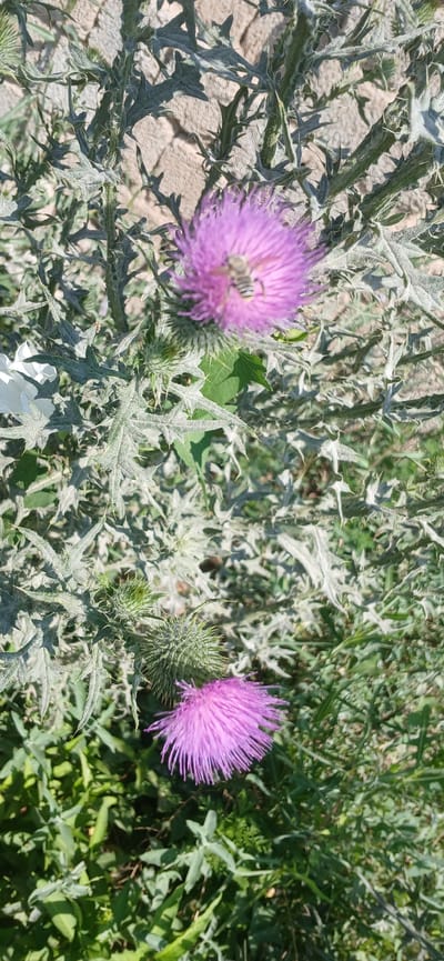 In the city of Daliguzar, Uzbekistan, a close-up shot captures a patch of thistle plants under natural daylight. Two distinct purple thistle flowers are visible. The upper flower, slightly out of focus, has a bee with black and white stripes resting on it. The lower flower is sharp and in focus. The plants feature thorny, grey-green leaves, and the background consists of similar vegetation and a light-colored, rough-textured surface, possibly a wall or stone. The overall scene is one of a natural, outdoor environment.