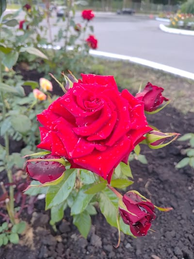 A close-up shot shows a vibrant red rose with water droplets on its petals, suggesting recent rain or dew. The rose is in full bloom, with its velvety petals unfurling in a spiral. Surrounding the main rose are several rose buds, some partially open and others still tightly closed, all also glistening with water droplets. The background is a mix of dark soil and blurred green foliage, indicating a garden setting. To the left, a pathway with a white border is visible, suggesting the rose is planted near a walkway or road. The lighting suggests it might be daytime, possibly morning or after a rain shower, given the presence of water. The image evokes a sense of natural beauty and freshness.