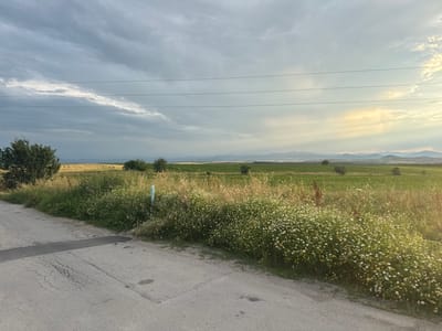 The image depicts a rural landscape scene. In the foreground, a cracked asphalt road curves to the left, bordered by a dense growth of wild flowers, predominantly white daisies with yellow centers, and tall grasses. To the left of the road, a mature tree stands prominently. In the mid-ground, a vast field of golden crops stretches out, with some patches of green fields visible further in the distance. The background features rolling hills and mountains under a cloudy sky, with a sliver of sunlight breaking through the clouds on the right side of the frame. Power lines are strung across the sky. The scene is devoid of any people or animals. This landscape is located in the vicinity of the city of Haskovo, Bulgaria.