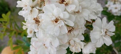 This media file is a close-up, horizontal shot of a cluster of white roses. The roses are the primary subject, filling most of the frame. Some of the flowers appear fully bloomed, while others are more delicate and partially open, with visible brown centers and dried petals adding a touch of imperfection. In the background, out-of-focus green foliage and a light-colored, gravelly surface suggest an outdoor setting, likely a garden or natural environment. The lighting appears to be natural daylight, creating soft shadows and highlighting the delicate textures of the petals. The overall impression is one of natural beauty and the ephemeral quality of flowers. No people, text, or specific events are depicted. The location context is Radisne, Ukraine.