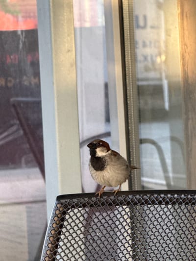 A male house sparrow, with brown and gray plumage, is perched on the edge of a black metal mesh chair. The sparrow is facing left, its head slightly tilted. Its small, dark eye is visible, and its beak is a dark gray. The background is blurred, showing reflections of what appears to be buildings and possibly advertisements. The lighting suggests it is daytime. The location is in the city of Razliv, Bulgaria.
