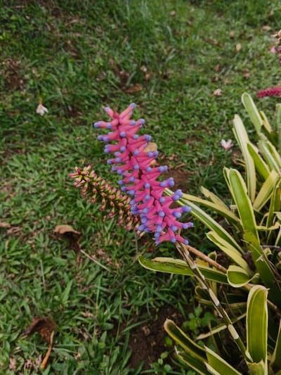 The image displays a close-up, eye-level view of a flowering plant in an outdoor natural setting within Pacet, Indonesia. The central subject is an upright inflorescence featuring numerous vibrant pink, elongated bracts, each capped with a distinct light blue tip, arranged in a spiral pattern along a central stem. To the immediate left and slightly behind this main inflorescence, a secondary, less developed one is visible, characterized by a greener and brownish appearance with reddish-pink tips. The plant's basal leaves, partially visible on the lower right, are sword-shaped and exhibit green foliage with creamy-yellow longitudinal variegation. The ground cover consists primarily of green grass, interspersed with areas of exposed dark brown soil. Scattered across the grass are a few fallen dried brown leaves and small white or pale pink petals. The scene is illuminated by natural, diffused light, and no human figures or animals are present.