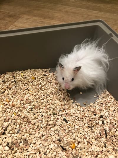 A fluffy white hamster with black-tipped ears and dark eyes is in a brown plastic enclosure filled with light-colored bedding and scattered pieces of corn. The enclosure is placed on a wooden floor. The hamster is facing the camera, with its nose slightly pink. Its fur is long and appears somewhat disheveled. The bedding is granular and composed of small, irregular pieces.