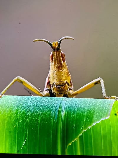 A close-up, eye-level shot shows a bright yellow grasshopper perched on a vibrant green leaf. The grasshopper is facing the camera, with its antennae extended upwards. Its body is segmented, and its legs are visible, spread outwards. The leaf appears to be part of a plant, possibly a banana leaf, with visible veins running through it. The background is a soft, out-of-focus gray, suggesting an outdoor environment. The image was taken in Keudebayu, Indonesia.