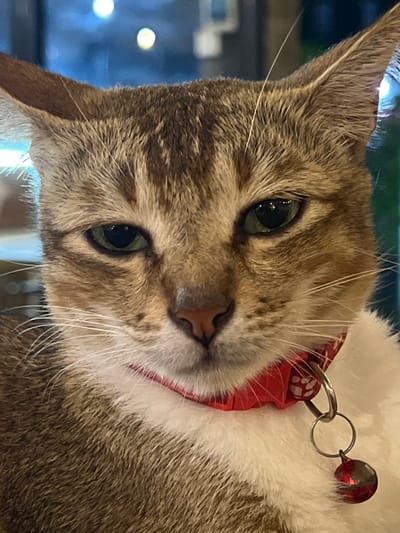 A close-up, frontal portrait shot captures a domestic cat in an indoor or semi-enclosed setting in Uluwatu, Indonesia. The cat, exhibiting a tabby fur pattern primarily in shades of brown and tan with white fur on its chest and chin, occupies the majority of the frame. Its green eyes are open and directed forward, appearing somewhat narrowed. A pinkish-brown nose and prominent white whiskers are visible. The cat wears a red fabric collar adorned with white paw print patterns. Attached to the collar by two silver-colored metal rings is a small, red, metallic bell. The background is out of focus, rendered as a blurred expanse of blue and green tones with several distinct circular bokeh lights, indicative of artificial light sources in the environment. No human subjects are visible, and no active interactions or specific actions beyond the cat's gaze are depicted.