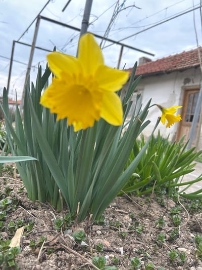The image depicts a close-up, low-angle view of a garden scene in Dolni Tsibar, Bulgaria. A large, out-of-focus yellow daffodil flower dominates the upper-center foreground, partially obscuring a dense cluster of its own long, green leaves extending from the base. To the right and slightly behind, a smaller, in-focus yellow daffodil with a drooping stem is visible amidst further green foliage. The ground, composed of dark brown soil, features scattered dry twigs and numerous small, green, low-growing plants. In the background, an weathered, light-colored building with a reddish-brown tiled roof is present, featuring a visible wooden door or window frame. Above the foliage and to the left, a rustic trellis-like structure, possibly metallic or wooden, with thin wires or vines, is discernible against an overcast, light grey sky. No people are present.