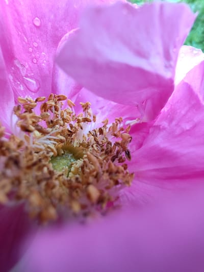 This is a close-up, macro photograph of the center of a vibrant pink flower, likely a rose or a similar bloom, with dew drops visible on its petals. The stamens, covered in golden-brown pollen, are prominent and clustered in the center, surrounding a bright green pistil. The background consists of soft pink petals and a blurred green, suggesting an outdoor garden setting. The image is well-lit, highlighting the textures and details of the flower. The photograph does not depict any identifiable landmarks or human activity and therefore cannot be localized to a specific city like Чухлэм, Russia.