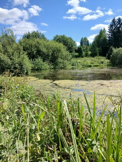 The image shows a natural scene with a body of water, vegetation, and a sky with clouds. The foreground is dominated by tall green grass and other plants. The middle ground features a dark body of water covered in a layer of green algae or duckweed. The background consists of dense green trees and bushes, with a clear blue sky and scattered white clouds above. There are no people or visible structures in the image. The scene appears to be an outdoor, rural landscape. The location is identified as Большая Уса, Russia.
