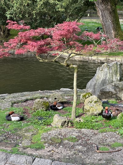 The image depicts a view of a pond in a park-like setting. The pond's water appears dark, reflecting the surrounding environment. On the right side of the image, there is a rocky ledge covered with moss and greenery. Several ducks are resting on the ledge. A small, red-leaved Japanese maple tree is prominently positioned on the left, its branches extending towards the pond.
Based on the context and visual cues, this scene is likely located in the San Francisco Park, a well-known park in the city of Oviedo, Spain.