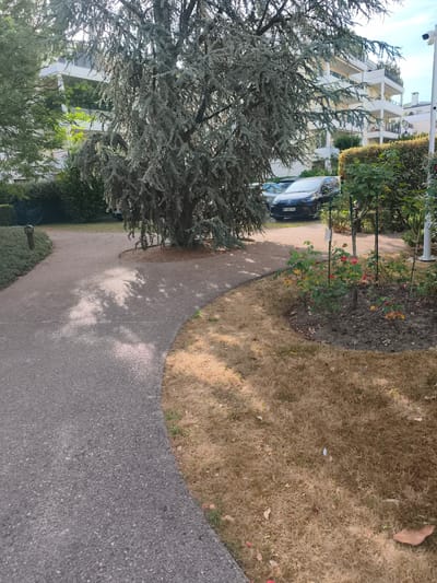 This image depicts a paved pathway curving through a dry, grassy area in Rueil-Malmaison, France. A large, mature tree with sparse, blue-green foliage dominates the left side of the frame, casting dappled shadows on the pathway. To the right, a bed of roses with red blooms is surrounded by more dry grass. In the background, a modern white apartment building with multiple balconies stands behind a neatly trimmed hedge. A dark-colored car with a French license plate is parked near the building. The scene suggests a warm, possibly dry season, with the vegetation showing signs of heat stress. The overall impression is one of a well-maintained urban green space adjacent to residential architecture.