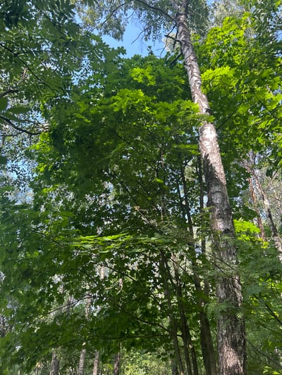 This is a low-angle, full-shot photograph taken outdoors in a forest. The scene is dominated by lush green foliage and tall trees. In the foreground and midground, dense green leaves of deciduous trees obscure much of the sky, creating a canopy effect. A prominent birch tree with its characteristic white and black bark stands tall in the mid-right of the frame, its trunk angled slightly to the left. Sunlight filters through the leaves, casting dappled light and shadows. In the background, other trees, some appearing thinner and taller, are visible through gaps in the foliage, hinting at a deeper forest environment. The sky is a clear, bright blue, visible in patches through the leaves. The location is identified as Лунненскі сельскі Савет, Belarus. There are no people or animals present in the image.
