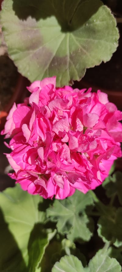 A close-up, overhead shot captures a cluster of vibrant pink geranium flowers in full bloom. The petals are delicate and ruffled, creating a textured, spherical shape. Behind the flowers, large, green leaves with a slightly fuzzy texture are visible, some displaying subtle dark markings. The lighting suggests an outdoor setting, with shadows cast by the leaves onto the flowers. The environment appears to be a garden or a potted plant display, potentially in a residential area of Supsekh, Russia, given the context.