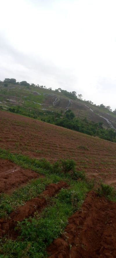 This media file depicts a rural landscape in Sabon Sarki, Nigeria, under an overcast sky, suggesting it is either early morning or late afternoon, or simply a cloudy day. The scene is dominated by a gently sloping hillside covered in agricultural fields and natural vegetation.

In the foreground, newly tilled soil in rich brown tones is visible, indicating active farming. Rows of young crops, possibly root vegetables or legumes, are sparsely planted, with some patches of green grass growing between them. The earth appears slightly damp, hinting at recent rain or irrigation.

The middle ground transitions into a more natural slope, characterized by a mix of green grasses and rocky outcrops. Scattered trees and shrubs dot this area, creating a textured pattern against the hillside. The rocks themselves appear weathered, with some exhibiting patterns that suggest erosion or water flow.

The background features the upper reaches of the hill, culminating in a more densely vegetated ridge. More trees are visible here, silhouetted against the bright, diffused light of the sky. The overall impression is one of a working agricultural landscape integrated with its natural surroundings. There are no people, man-made objects, or visible text in the image. The scene conveys a sense of peaceful, rural existence and the ongoing cycle of cultivation and nature.