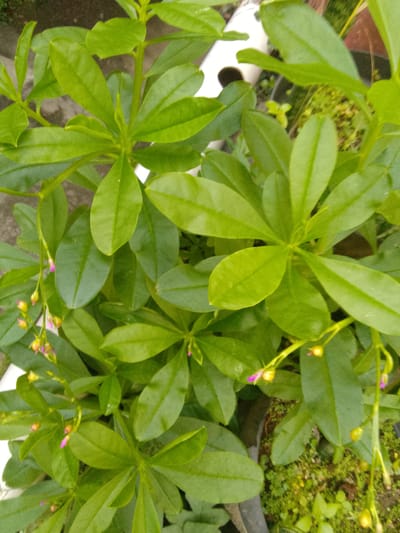 The image shows a close-up view of a plant with bright green leaves and small, pink and yellow buds. The plant is in a pot, with other plants and a textured surface visible in the background. The lighting suggests it is daytime. The overall scene is one of lush vegetation, likely an outdoor setting. The location is specified as Cisarua, Indonesia, which is known for its natural beauty and cooler climate due to its mountainous terrain.