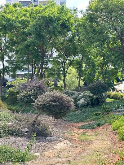This image depicts a section of a meticulously landscaped park area within the city of Petah Tikva, Israel, likely at the Lily and Yossef Center. The scene is dominated by lush greenery, with a variety of trees and shrubs forming a dense canopy. Several mature trees with delicate, feathery leaves are prominent in the background, some with visible trunks and branches. Behind these trees, the upper floors of a modern, multi-story building are visible, suggesting an urban or semi-urban setting.
The foreground and midground showcase a variety of cultivated plants. There are rounded, bushy shrubs with grayish-purple foliage, and smaller, mounded bushes with a mix of green and purple leaves. A distinctive, artfully pruned tree with a single, curved trunk and a rounded crown of dark green foliage stands in the center. The ground cover varies, with areas of dry soil, scattered rocks, and patches of low-lying plants with small purple and yellow flowers. A winding path or dry creek bed made of reddish-brown soil is visible in the midground, leading the eye deeper into the landscape. The overall impression is one of a well-maintained, peaceful outdoor space, likely designed for public enjoyment and relaxation. No people or animals are present in the image.