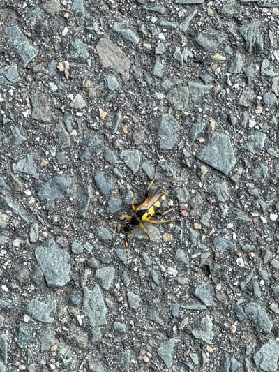 A close-up, overhead shot shows a yellow and black insect with its wings partially open on a gray asphalt surface littered with small stones. The insect, approximately two inches long, is positioned slightly to the right of the center of the frame. Its body is segmented with distinct yellow and black bands. The asphalt is coarse and granular, with varying shades of gray and scattered specks of white and reddish-brown pebbles. The lighting suggests an outdoor, daytime setting. No people or buildings are visible. The location is the city of Langenfeld (Rheinland), Germany.