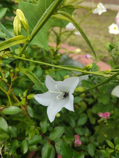 A close-up shot captures a bee diligently collecting nectar from the center of a white bell-shaped flower. The bee, with its fuzzy body and striped abdomen, is positioned deep within the bloom, its head and front legs obscured by the flower's reproductive parts. The white petals of the flower are delicately formed, with a subtle sheen that suggests a dewy or freshly bloomed appearance. Surrounding the primary flower are various green leaves and stems, some sharp and elongated, others softer and more rounded, creating a lush and natural backdrop. In the blurred background, hints of other flowers, some pink, add subtle splashes of color to the verdant scene. The lighting suggests it is daytime, with soft light illuminating the bee and flower. The overall impression is one of a peaceful moment in nature, focusing on the intricate interaction between insect and flora. The location is identified as Naberezhnye Chelny, Russia.