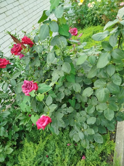 The image depicts a close-up view of a rose bush with several red and pink roses in bloom. The roses are in various stages of opening, with some fully bloomed and others still budding. The bush is densely covered with green leaves, some of which are slightly wilting or damaged. In the background, a white brick wall is visible, along with lush green foliage from other plants. The ground in front of the rose bush is covered with dark soil and a few fallen rose petals. The scene appears to be an outdoor setting, possibly a garden or yard in the city of Donskoye, Russia. There are no people or animals visible in the image, and no discernable actions or interactions are taking place. The overall impression is one of natural beauty and a thriving garden.