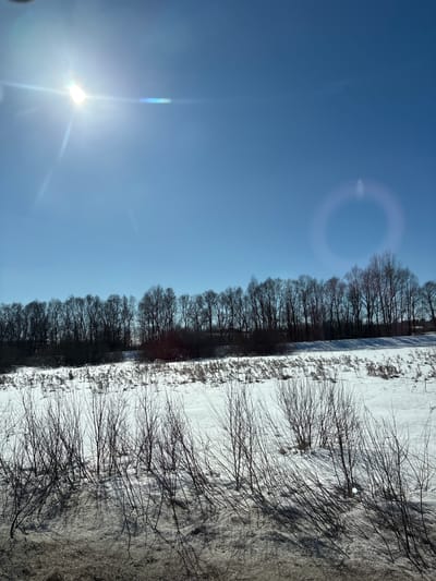 The image depicts a winter outdoor scene in Kvarsa, Russia, under a clear, bright blue sky. A strong, radiant sun is positioned in the upper left quadrant, producing significant lens flare, including a horizontal light streak and a prominent circular halo in the upper right. The horizon is marked by a dense, uniform line of tall, deciduous trees, all bare of foliage and silhouetted against the sky. Below the tree line, the ground is extensively covered in white snow, through which patches of dried, light brown vegetation protrude. In the foreground, a cluster of numerous thin, dark, leafless branches or small bushes emerges from a patch of dark, possibly melted or dirty, ground that transitions into the snow. These foreground branches cast long, distinct shadows across the snow, extending towards the right side of the frame. There are no individuals, animals, or artificial structures visible in the scene. The overall environment is cold and rural, characterized by winter vegetation and snow cover under direct sunlight.