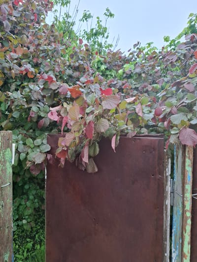 The scene is a close-up view of a plant with reddish-brown and green leaves growing near a rusted metal structure. The plant appears to be a shrub or small tree with dense foliage, showing various shades of green and reddish-brown, suggesting the possibility of new growth or autumn foliage. The metal structure is a weathered, rusted, flat surface, possibly a sign or part of a building. Its proximity to the plant indicates a wild or unkempt setting. Weathered wood is also visible, which may be related to the rusted metal structure or an adjacent feature. The sky is overcast and light. The specific location within Khlevnoye, Russia is impossible to determine from the image, as there are no discernible landmarks or distinctive features.