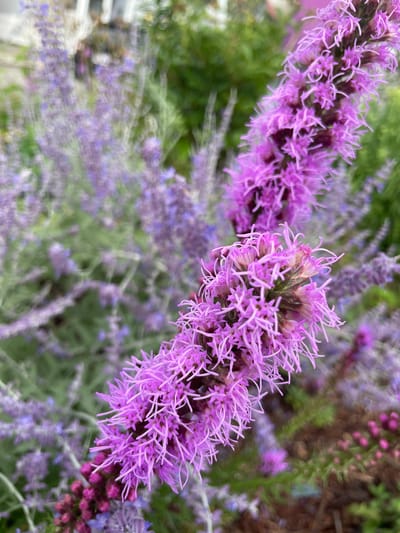 The image shows a close-up of a vibrant purple flower, likely a Liatris (Blazing Star), in full bloom. The flower stalk is tall and slender, densely packed with numerous small, feathery blossoms that radiate outwards. The color of the petals ranges from a bright magenta to a softer lilac, with some appearing almost white at their tips.
The background is softly blurred, creating a bokeh effect that highlights the sharpness of the foreground flower. It reveals hints of other purple and green foliage, suggesting a garden or park setting. The overall impression is one of natural beauty and lushness.
While the image focuses on the flora, the subtly blurred background hints at a human-made environment. The indistinct white shapes in the upper left corner could be part of a building or structure, and the muted tones suggest an outdoor scene in a developed area.
Specific location information within Somerville, USA, cannot be determined from the visual data alone. However, the presence of cultivated flowers in such a setting is consistent with residential gardens, public parks, or botanical displays commonly found in urban and suburban environments like Somerville. The scene appears peaceful and tranquil, with no visible human presence or activity.