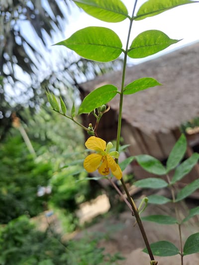 A single yellow flower with five petals and prominent stamens hangs from a thin stem. The stem has several green leaves and a few unopened buds. The background is blurred, showing green foliage, a thatched roof structure, and a bright sky with some blurry white shapes. The image appears to be a close-up photograph taken outdoors, likely in a natural or semi-natural environment.