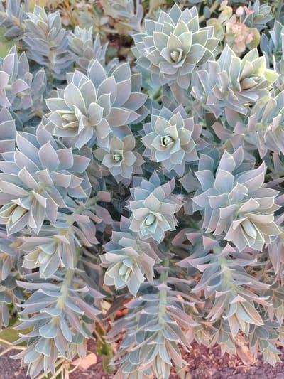 The image is a close-up, overhead view of a cluster of succulent plants. The plants have thick, fleshy leaves arranged in a rosette pattern, with some leaves appearing to grow along stems. The coloration of the leaves is predominantly a muted blue-green, with hints of pale pink and white along the edges, likely due to lighting and the translucent nature of the leaves. Fine strands of spiderweb are visible throughout the foliage. The background is blurred, suggesting other plants and soil. The specific location in Achern, Germany, cannot be determined from the image alone.