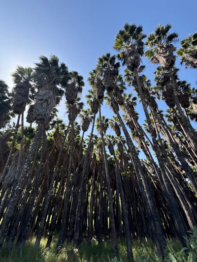 The image shows a perspective looking up at a row of palm trees against a clear blue sky in Mate Yehuda Regional Council, Israel. The trees have tall, dark brown trunks with clusters of green and dried brown fronds at the top. The sun is shining, creating bright spots and shadows. Grass is visible along the bottom of the image.
