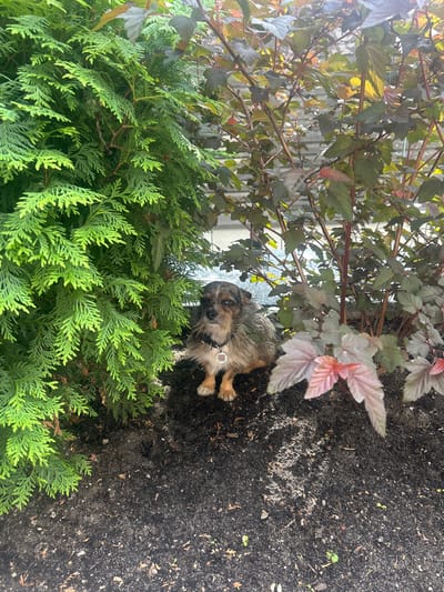 A small, scruffy dog with a dark coat and tan legs sits on dark soil amongst dense green foliage and reddish-purple leaves. The dog is wearing a black collar with a circular tag. The background suggests an outdoor setting, possibly a garden, with a building visible through the plants. The lighting indicates daytime. The location of Irpin, Ukraine, is not discernible from the image itself.