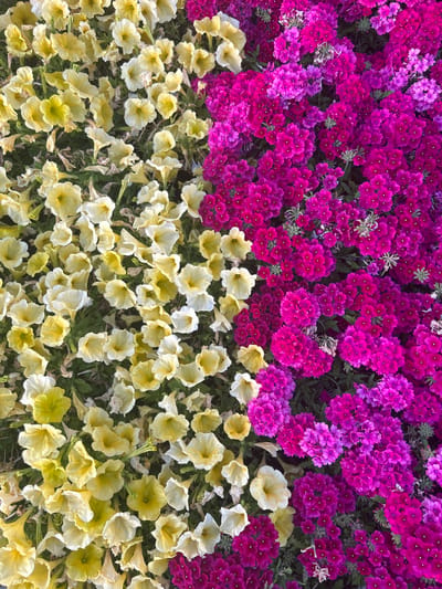 The image shows a dense arrangement of flowers in two distinct color zones. The top half features clusters of purple and magenta verbena flowers. The bottom half is filled with light yellow petunia flowers. The scene suggests a formal garden or landscaped area. There's no indication of people or specific landmarks that would identify the location as Câmara de Lobos, Portugal.