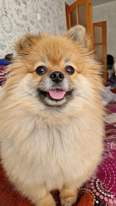 A Pomeranian dog with tan fur and a pink tongue is in the foreground, looking directly at the camera with its mouth open. The dog is sitting on a patterned blanket. In the background, there is a wall with a clock pattern and wooden doors. The image is taken indoors. There is no discernible information about the location in the city of Lipetsk, Russia.