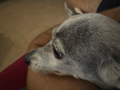 A close-up shot reveals a gray dog, possibly an older one due to the white hairs around its muzzle and eyes. The dog is resting its head on a person's lap, indicated by the skin and a red garment visible in the foreground. The dog is facing left and its eye is open, creating a soft, relaxed expression. The background includes a blurred beige surface.