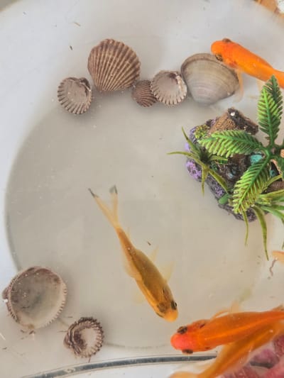 The image shows an overhead view of a bowl containing several small goldfish and various seashells. The goldfish are predominantly orange and yellow, with one appearing to be a lighter, almost golden hue. They are swimming in clear water within a white bowl. Scattered among the fish are several seashells, including some larger, ribbed ones and smaller, delicate ones. A small artificial plant with green, leafy fronds is also visible in the upper left quadrant of the bowl, anchored to a piece of dark, textured material. The lighting suggests an indoor setting, possibly a home aquarium or a decorative display. The focus is on the aquatic life and the decorative elements within the bowl. There is no visible text in the image. The overall impression is one of a peaceful, miniature aquatic scene.