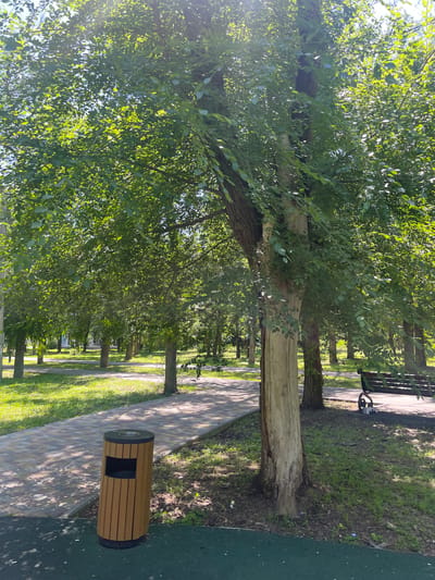 A park scene in Donskoye, Russia, features a paved pathway winding through a grassy area with numerous trees. In the foreground, a light brown, cylindrical trash receptacle with vertical slats and a black top stands on a dark green surface. To the right, a dark brown wooden park bench with black metal legs is situated on the grass near the pathway. A large tree with light-colored bark is prominently positioned in the mid-right of the frame, casting shadows on the pathway. The sun shines through the dense green foliage of the trees, creating a dappled light effect. The background shows more trees and a clear sky.