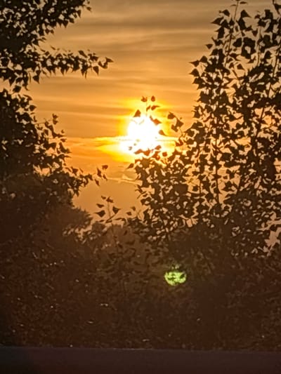 The image depicts a natural scene at dusk, with the sun setting behind a veil of foliage. Silhouettes of leaves and branches create a dramatic foreground, obscuring a portion of the sky, which is illuminated by a warm, golden light. The sun itself is a bright, incandescent orb, its rays extending downwards in a soft, diffused glow, giving the impression of light curtains. The light filters through the leaves, casting dappled shadows and highlighting the textures of the foliage.

On the right side of the image, a dark, silhouetted tree or bush occupies the space, its leaves dense and casting deep shadows. Within this dark area, a small, bright green circular object is visible, possibly a reflection or a light source. The overall mood is serene and contemplative, evoking the tranquil beauty of twilight. The presence of leaves and the soft lighting suggest an outdoor setting, likely a park or a garden, or possibly a forest edge. The weather appears clear, allowing for a vibrant sunset display. The time of day is clearly evening, as indicated by the low angle of the sun and the warm, golden hues of the sky. There is no visible text in the image.