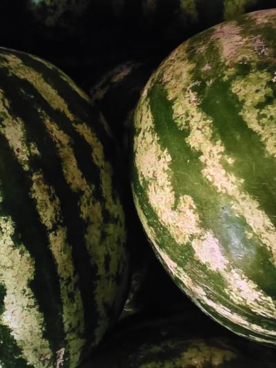 The image shows a close-up of several watermelons, with two prominently featured in the foreground. The watermelons have the characteristic dark green stripes alternating with lighter green and yellowish-white mottled patterns. The textures of the rinds are visible, appearing slightly bumpy. The lighting is dim, casting shadows and highlighting the curves of the fruits. The background is dark and indistinct, suggesting they are either in a dimly lit market stall or a similar setting. The image does not provide any visual cues to pinpoint a specific location within the city of Voluntari, Romania.