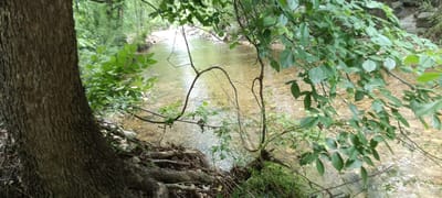 This image shows a tree trunk in the foreground on the left, with exposed roots. A small stream is visible in the background, flowing from left to right. The water appears clear and shallow, with a rocky bottom. Overhanging branches and leaves frame the stream, providing shade. The location appears to be a wooded area in Tahlequah, United States of America, based on the natural environment and general location knowledge. No people are visible in the scene. The primary objects are the tree, roots, stream, rocks, leaves, and branches. The scene depicts a natural environment with flowing water.