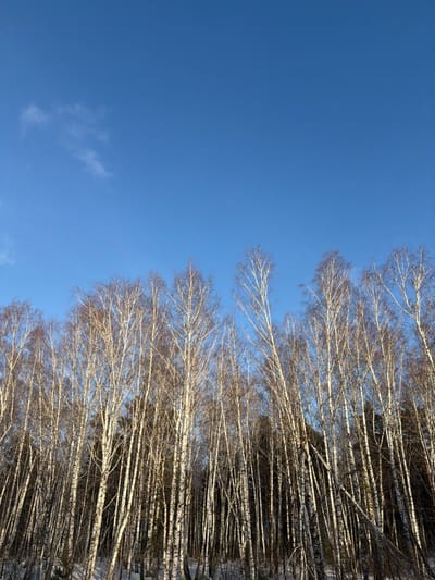 The image displays a dense stand of deciduous trees, predominantly birch, under a clear, bright blue sky in the city of Taskino, Russia. The upper two-thirds of the frame are occupied by the sky, which exhibits a deep blue hue with a few faint, wispy white clouds visible in the upper left quadrant. The lower third of the image features numerous tall, slender trees with distinctive white bark and dark horizontal markings, indicative of birch species (Betula pendula). The trees are bare of foliage, their branches forming intricate patterns against the sky and the darker background of the forest interior. A thin, uneven layer of white snow covers portions of the ground beneath the trees, intermingled with visible patches of darker earth and underlying vegetation. Sunlight appears to illuminate the trees from the right, casting subtle shadows within the dense canopy. No individuals, animals, or man-made objects are visible within the scene.