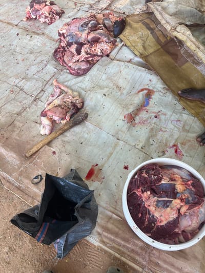 The scene depicts an outdoor or semi-outdoor raw meat processing area in Birnin Kebbi, Nigeria, viewed from an elevated perspective. The ground is covered by soiled, light-colored tarpaulins displaying numerous red and reddish-brown bloodstains, dirt, and dark specks consistent with insects.
In the upper left quadrant, a mound of raw, reddish-pink meat is present. Adjacent to the upper right, a larger, irregular pile consists of assorted raw meat cuts, dark internal organs, and bone fragments, with a section exhibiting a dark, possibly bovine, skull portion and some purplish-blue staining on the tarp beneath it. Mid-left, a smaller collection of pale, convoluted internal organs lies next to a cylindrical, dark wood implement, approximately 30-40 cm in length.
A white, circular plastic basin in the bottom right is filled with various cuts of dark red raw meat, interspersed with pale yellow fat. A black, open, woven plastic bag rests in the lower left quadrant. The bare feet and lower ankles of a dark-skinned individual are visible on the far right, positioned on a darker, possibly folded, section of tarp. The tips of dark-colored footwear are visible along the bottom edge of the frame.