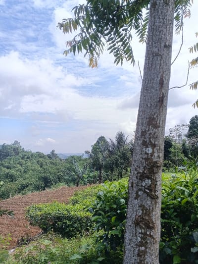 A verdant landscape unfolds under a partly cloudy sky. In the foreground, a tree trunk dominates the right side, with leaves extending from above. Beyond, a hillside features a mix of brown tilled soil and lush green vegetation. Further back, a dense forest extends towards a distant horizon. The cloudy sky offers varied tones of blue and white, adding depth to the scene.