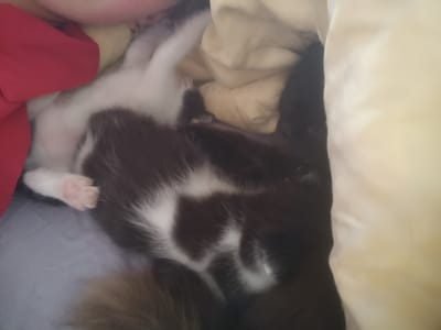 A group of kittens are nestled together, appearing to be sleeping. One kitten, predominantly black and white with distinct patches, is curled in the foreground. Another, mostly white, is partially visible behind it. A third, solid black kitten, is partially visible to the right. They are resting on soft bedding, likely blankets or pillows, with a glimpse of a red fabric item in the upper left corner. The scene is dimly lit, suggesting an indoor environment. The specific location in Hlobyne, Ukraine, cannot be determined from the image.