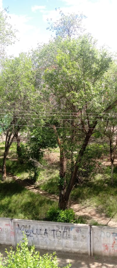 The image shows a sunlit scene of trees and a concrete wall. The trees are full of green leaves, suggesting it is spring or summer. Some of the trees have bare branches, indicating they may be older or in different stages of growth. The ground is covered with grass and dirt paths, with shadows cast by the trees, implying it is daytime, likely late morning or early afternoon.
In the foreground, a concrete wall with graffiti runs horizontally across the bottom of the image. The graffiti is primarily in black, with some red and blue markings visible. One notable inscription in black appears to read "МИШКА ТОП!" and possibly "ДА". These appear to be words or names in Cyrillic script, common in Kazakhstan.
The setting seems to be an outdoor area, possibly a park, yard, or courtyard, given the presence of trees, grass, and a utilitarian concrete wall. The sky is visible at the top, showing a bright blue with some white clouds, suggesting fair weather. There are no people or animals visible in the image. The overall mood is peaceful and natural, with a touch of urban character from the graffiti on the wall. The location context provided is Aktobe, Kazakhstan.