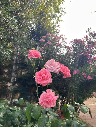 In Polenitsa, Bulgaria, a close-up shot captures a cluster of pink roses with water droplets clinging to their petals, suggesting recent rain. The roses are in various stages of bloom, with some fully opened and others still budding. Behind the roses, a dense green hedge with smaller pink flowers is visible. The background is blurred, but hints of trees and a building can be discerned. The lighting is soft, indicating an overcast sky, and faint streaks of rain are visible.