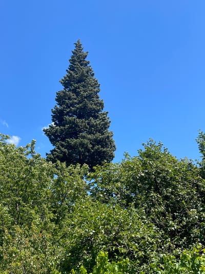 The image depicts a bright, clear sky with lush green trees dominating the foreground and midground. On the left, a tall, dark green coniferous tree stands in sharp contrast to the lighter, more feathery foliage of deciduous trees on the right. The trees are viewed from below, looking upwards, suggesting a sunny day. There are hints of small, white clouds scattered in the blue expanse. The scene is set in Mtskheta, Georgia, and appears to be a serene, natural setting. No people or specific objects are visible, and no text is present. The overall impression is one of natural beauty and tranquility on a pleasant day.