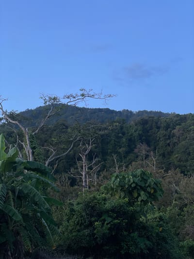 The image depicts a lush, densely forested mountainside under a clear blue sky, likely taken at dusk or dawn given the soft lighting and the deep blue hue of the sky. The foreground features large, vibrant green banana leaves on the left, suggesting a tropical environment. The midground is characterized by a mixture of thick green foliage and the skeletal branches of dead trees, creating a stark contrast between life and decay. Further back, the mountainside is covered in a dense canopy of dark green trees, obscuring any details of the terrain beyond the initial slope. There are no people, animals, or man-made structures clearly visible in the image, giving it a wild and natural feel. The scene appears to be within Baan Lipa Noi, Thailand, a location known for its natural beauty and tropical landscapes.