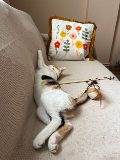 A calico cat is lying on its back on a beige sofa, its paws extended and relaxed. In its mouth, the cat holds a wooden wand with a toy attached, which consists of a small, round, fabric object with feathers. A decorative pillow with a floral pattern is visible behind the cat. The scene appears to be indoors, likely in a residential setting, given the presence of a sofa and decorative pillow. The environment suggests a home in Ümraniye, Turkey, characterized by its urban residential landscape.