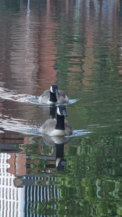 Two Canada geese swim in a body of water, their reflections visible below. The water is rippled, and the reflections show a building with red brick and a white structure with vertical bars, suggesting an urban environment. The foliage of trees is also reflected, indicating a natural element within the urban setting. The lighting suggests it is daytime, likely overcast given the soft reflections. There is no visible indication of Manchester, United Kingdom, in the image.