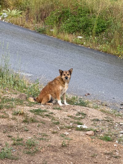 A medium-sized, light brown and tan dog with pointed ears sits on a gravelly embankment next to a wet asphalt road. The dog is looking directly at the camera with an alert expression. Its fur is thick and appears to be slightly damp. The embankment is covered in sparse green vegetation and small stones, with some larger rocks interspersed. On the other side of the road, tall, dry grass and some green foliage grow. The scene suggests an outdoor setting, possibly a rural road or the side of a path. The asphalt road appears wet, indicating recent rain or damp conditions. The overall lighting suggests it is daytime, with diffused light. No people or text are visible in the image.