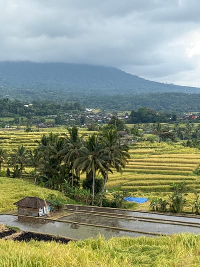 This is a medium-shot, eye-level, vertical photograph of terraced rice paddies in the city of Penebel, Indonesia. The sky is overcast and cloudy, with the tops of a misty mountain range visible in the background. The middle ground of the image features a vast expanse of golden-yellow rice paddies, meticulously carved into the hillsides. Some of the paddies appear to have been recently harvested, with stubble visible. Clusters of palm trees are interspersed throughout the landscape, adding to the tropical feel. In the foreground, a small, rustic wooden shack with a dark-tiled roof sits beside a flooded paddy. The shack is surrounded by green vegetation and some bamboo poles. Further into the mid-ground, several people are visible working in the rice fields. The overall impression is one of a serene and productive rural landscape.